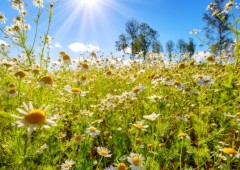 11 poemas sobre la primavera (analizados)