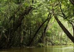 Amazônia: 7 poemas vindos do pulmão do mundo